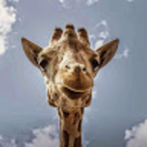 Meet your Posher, Janet